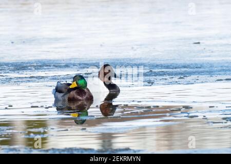 Canvasback (Aythya valisineria)  and male Mallard (Anas platyrhynchos) swimming in icy pond Stock Photo