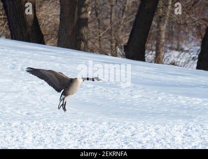 Canada Goose (Branta canadensis) landing in snow Stock Photo