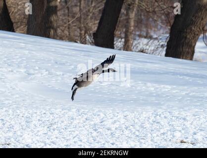 Canada Goose (Branta canadensis) landing in snow Stock Photo
