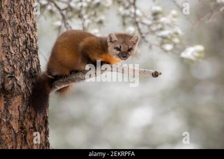 American pine marten, Yellowstone National Park Stock Photo