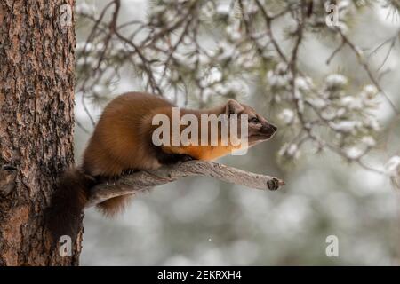 American pine marten, Yellowstone National Park Stock Photo