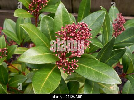 Closeup of Skimmia japonica Rubella or Japanese Skimmia red berries and leaves in winter, Vancouver, British Columbia, Canada Stock Photo