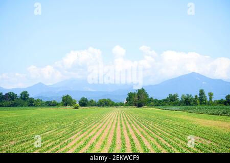 Rows of young corn shoots on cornfield. Green field with small plants corn. Maize seedling in the agricultural garden with blue sky Stock Photo