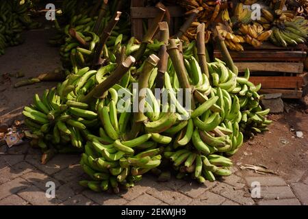 Large green bananas are sold in traditional Indonesian markets. Sweet, fresh local bananas in the yard of the fruit stand Stock Photo