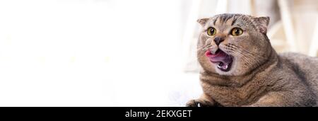 The Scottish Fold cat amusingly licks its lips, stuck out its tongue. Cute pet on the carpet in the living room. Close-up portrait. Stock Photo