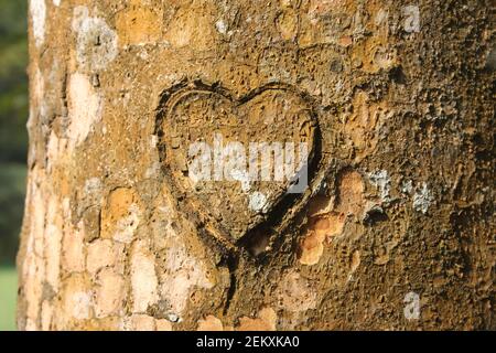 Heart Shape Carved On Tree Trunk in Forest Stock Photo