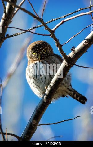 A Northern Pygmy Owl (Glaucidium californicum) in the Santa Cruz mountains, California Stock Photo