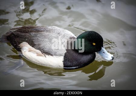 A male greater scaup (Aythya marila) in Oakland , California Stock Photo