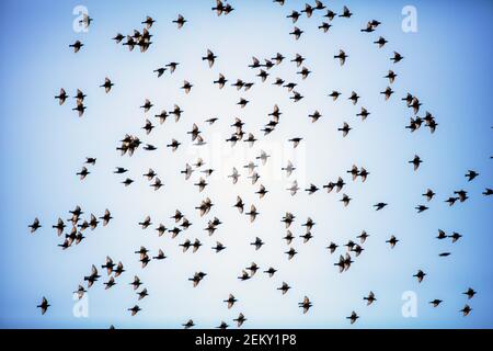 A flock of Common Starlings (Sturnus vulgaris), also known as the European Starling in flight. Woodside, California Stock Photo