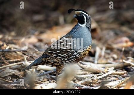 A California quail (Callipepla californica) in Los Altos Hills, California Stock Photo