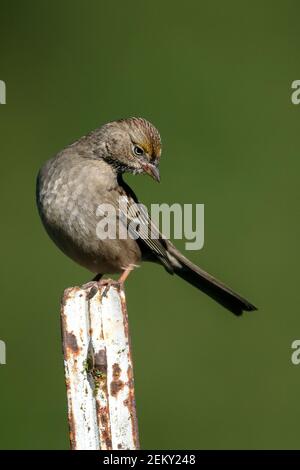 A juvenile Golden-crowned Sparrow (Zonotrichia atricapilla) in Los Altos Hills, California Stock Photo