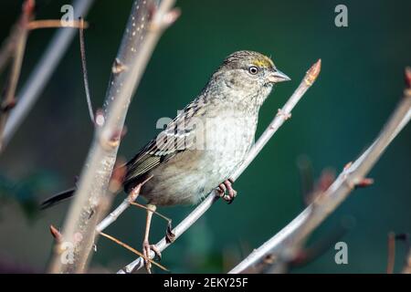 A juvenile Golden-crowned Sparrow (Zonotrichia atricapilla) in Los Altos Hills, California Stock Photo