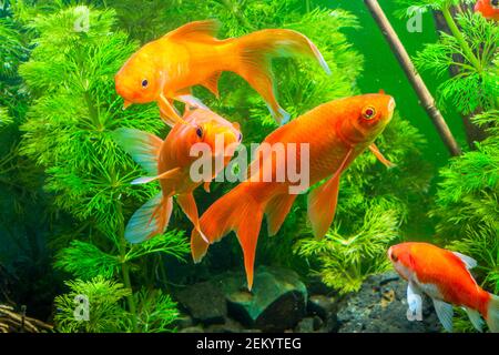 Fancy fish best sale aquarium enterprise