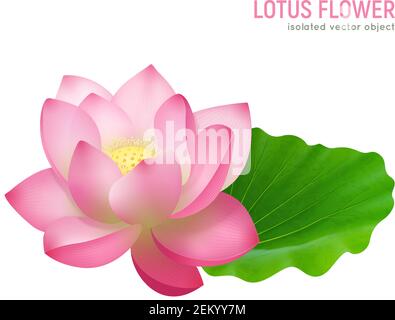 Realistic Oriental lotus - a flower isolated with a sheet, a full-blown ...