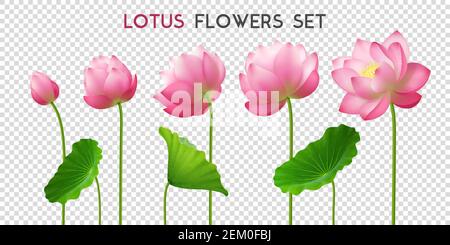 Five beautiful pink realistic lotus flowers set ornamental horizontal banner with lettering on transparent background vector illustration Stock Vector