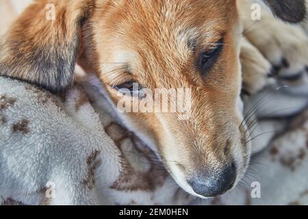 Cute red-haired dog with hanging ears is lying on the sofa on a blanket. Stock Photo