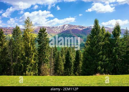 wonderful mountain scenery in spring. beautiful view with alpine valley in the background. spruce forest on the hillside meadow. fluffy clouds on a bl Stock Photo