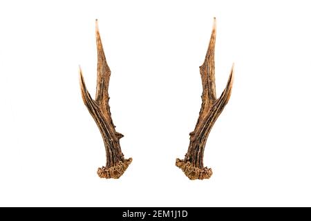 roe deer antlers, capreolus, also known as western  or European roe, on wite background Stock Photo