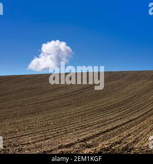 A cloud floats above freshly plowed farmland under a clear blue sky on a sunny day in the countryside, Puy de Dome department, Auvergne-Rhone-Alpes, F Stock Photo