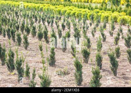 rows of young conifers in greenhouse with a lot of plants on plantation Stock Photo