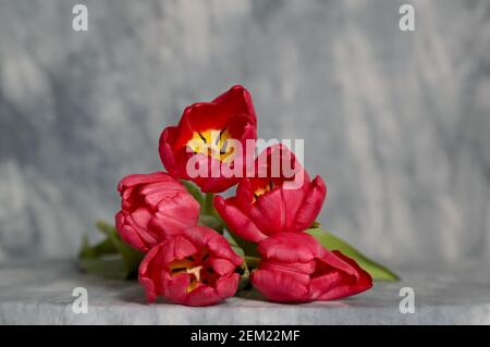 Five red tulips on a table Stock Photo
