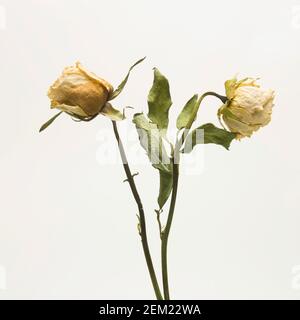 Two dried roses with yellowed petals and green leaves, captured against a plain background, highlighting the beauty of aging flora Stock Photo