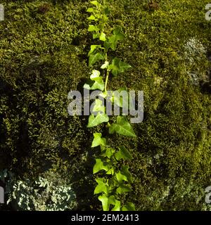 Close up of ivy Stock Photo