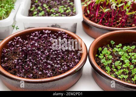 Bowls with micro greens - sprouts of beetroot, watercress, green and purple basil, germination of microgreens at home, healthy eating concept Stock Photo