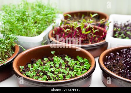 Bowls with different micro greens - sprouts of beetroot, watercress, green and purple basil on a table, healthy eating and DIY concept Stock Photo