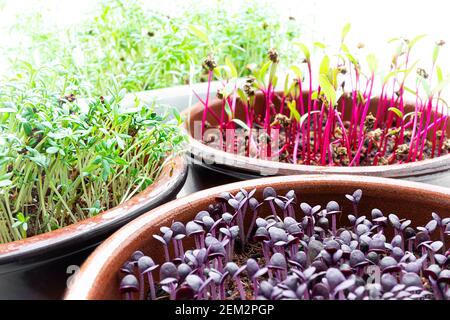 Sprouts of beetroot, watercress and purple basil, planting microgreens at home, healthy eating and DIY concept Stock Photo