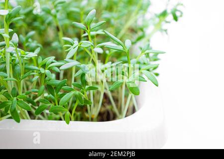 Growing sprouts of watercress close-up, sprouting microgreens and germination at home, healthy eating and DIY concept Stock Photo