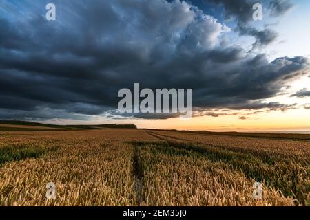 Coucher de soleil au dessus d'un champ de blé, France, Hauts de France, Sangatte Stock Photo