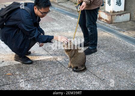 Japan Kyoto Man Cat Street scene Stock Photo