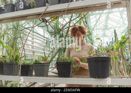 A beautiful plus size young woman takes care of plants green plants  Stock Photo