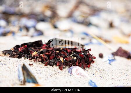 Broken Mussel shells washed up on a beach on the Western seaboard of Cape Town Stock Photo