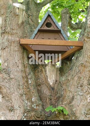 An owl box sits high up in a tree in the UK Stock Photo