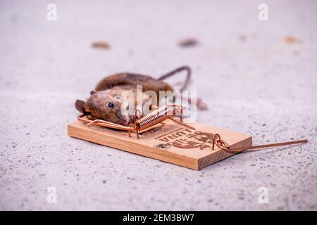 DONEGAL , IIRELAND - FEBRUARY 23 2021 : Mouse trapped in Mouse trap Stock Photo