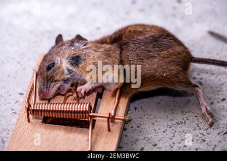 Mouse trapped in Mouse trap in the shed. Stock Photo