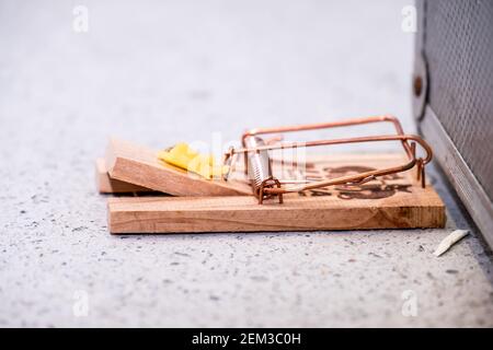 Trap ready for the mouse with cheese. Stock Photo