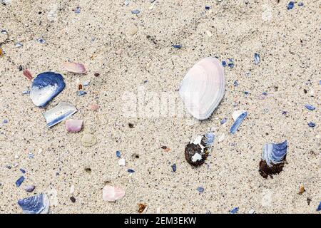 Broken Mussel shells washed up on a beach on the Western seaboard of Cape Town Stock Photo