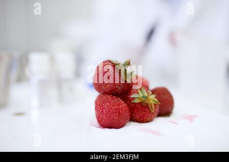 Doctor and nurse doing a research on GMO fruit. Testing strawberries chemical specifications. Stock Photo