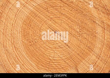 The rings and the texture of a tree trunk, felled by the timber industry, in the Moncayo forests, the highest mountain in the Iberian System, Moncayo Stock Photo