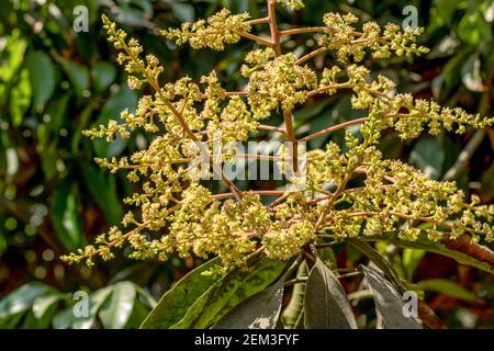 https://l450v.alamy.com/450v/2em3fyf/flowers-of-a-mango-tree-in-bloom-in-mango-tree-flowering-the-induction-of-flowers-takes-place-on-the-stems-or-branches-which-have-sufficient-2em3fyf.jpg