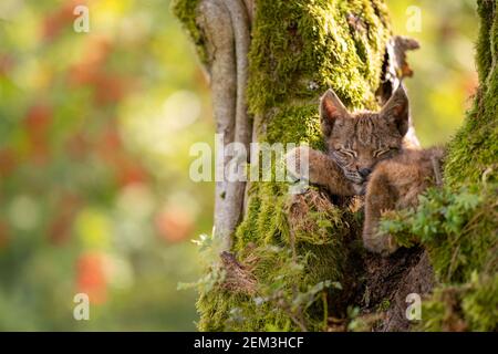 Sleeping cute small lynx cub in a mossy tree with red furits tree in the background Stock Photo
