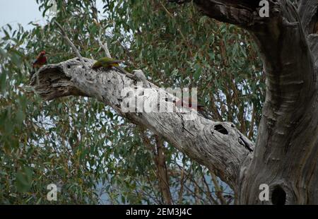 3 Crimson Rosellas inspecting  an old knotted limb. Green parrot is juvenile Stock Photo