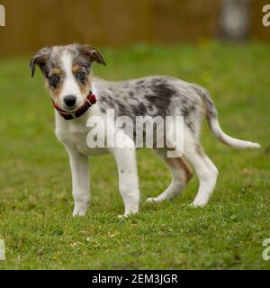 border collie puppy Stock Photo