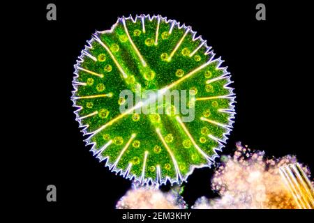Micrasterias (Micrasterias rotata), unicellular green alga, dark field microscopic image, magnification x100 related to 35 mm Stock Photo