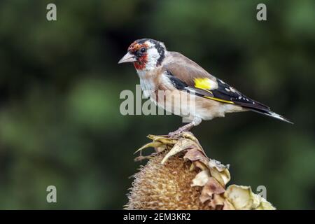 Eurasian goldfinch (Carduelis carduelis), sitting on a sunflower, Germany, Baden-Wuerttemberg Stock Photo