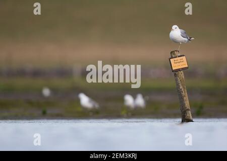 mew gull (Larus canus), adult perched on nature reserve sign in Wadden Sea , Germany Stock Photo