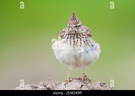 thekla lark (Galerida theklae, Galerida theklae theklae), adult, front view, Spain, Balearic Islands, Majorca Stock Photo